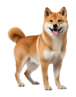Shiba Inu Standing Isolated on Transparent Background png