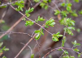 Fresh honeysuckle sprouts with tender green leaves on thin branches in early spring, captured in the Far East of Russia, with a soft blurred background photo