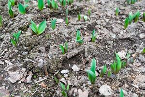 Fresh tulip sprouts emerging from the soil in a garden bed during spring. A symbol of new growth and gardening in a seasonal setting with natural textures photo