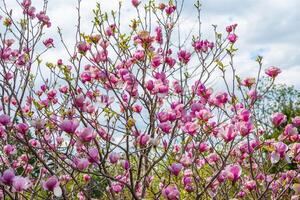 Elegant pink saucer magnolias in bloom with a vibrant spring sky and soft clouds in the background. Perfect for designs or postcards with ample copy space. No people in the frame photo