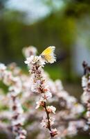A delicate orange tip butterfly Anthocharis cardamines rests on a blooming cherry branch in spring. The focus is on the vibrant blossoms and the butterfly, symbolizing renewal photo