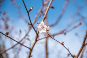 Close-up of a single cherry blossom flower in focus, surrounded by blurred branches and buds, set against a clear blue sky. Perfect for spring-themed designs emphasizing detail photo