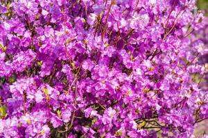 Close-up of blooming rhododendron bagulnik with vibrant pink flowers. Photographed in Primorsky Krai, Russian Far East. No people, ideal for use as a background photo