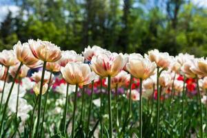 Beautiful cream-colored double tulips with subtle red streaks bloom under the sunlight in a lush green garden. Bright red flowers create a colorful contrast in the background photo