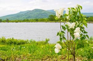 Flowering bush of white lilac on the background of a pond, grass and mountains photo