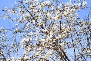 Magnolia kobus mokryeon blossoming in Far East of Russia in spring photo
