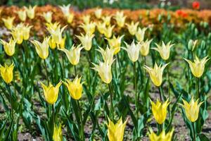 Yellow Lily-flowered tulips blooming in a vibrant spring flowerbed. Their pointed petals and elegant shape create a postcard-perfect scene with a colorful background photo