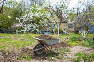A garden wheelbarrow filled with soil and manure for spring fertilizing stands under a blooming tree in a green garden. A rural house is visible in the background photo