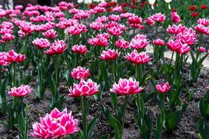 A vibrant flower Tulip in full bloom, showcasing its intricate petals and rich colors, set against lush green foliage, epitomizing natural beauty photo