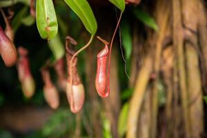 Close-up of vibrant Nepenthes pitchers in a tropical forest, highlighting their striking colors and carnivorous adaptations in nature photo