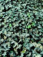 Vibrant Green Ivy Backdrop. photo