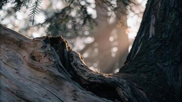 Close-up of a redwood tree root with sunlight filtering through the surrounding foliage photo
