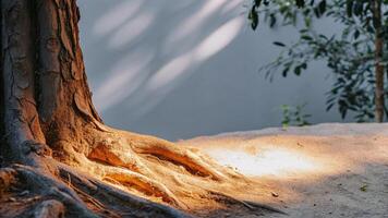 Close-up of a redwood tree root with sunlight filtering through the surrounding foliage, creating a warm glow photo