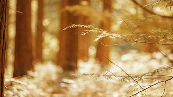 Sunlit redwood forest canopy with a shallow depth of field, focusing on the interplay of light and shadow photo