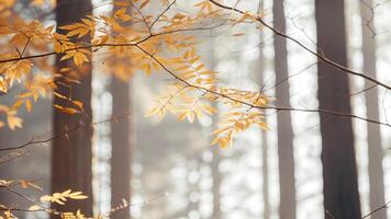 Sunlit redwood forest canopy with a shallow depth of field photo