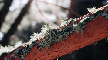 Macro photograph of a lichen-covered redwood branch, with sunlight illuminating its intricate patterns photo