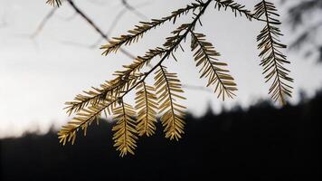 Sunlit redwood needles with a blurred background, emphasizing the shallow depth of field photo