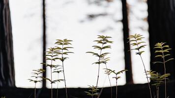 Shallow depth of field image of a cluster of redwood saplings photo