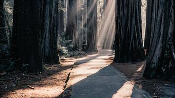 Sunlit pathway through a dense redwood forest, with rays of light streaming through the canopy photo