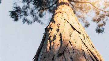 Close-up of a single redwood tree trunk with sunlight filtering through the leaves, creating a soft glow photo