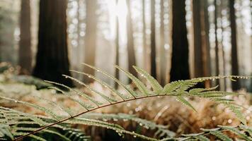 Macro shot of a dew-covered fern leaf in a redwood forest photo