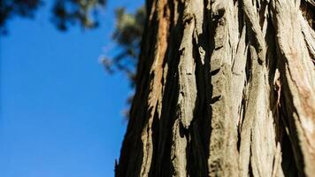 Close-up of a single redwood tree trunk with sunlight filtering through the leaves photo