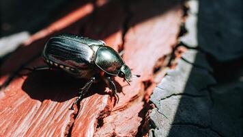 Macro shot of a beetle on redwood bark, with sunlight highlighting its iridescent shell photo