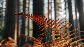 Shallow depth of field image of a fern frond in a redwood forest, with the sunlight highlighting its intricate pattern photo