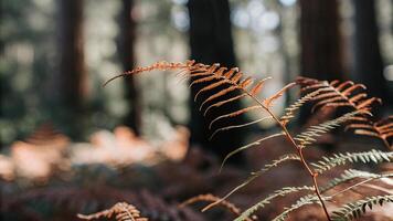 Shallow depth of field image of a redwood forest fern photo