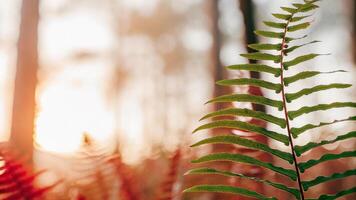 Shallow depth of field image of a redwood forest fern, with sunlight creating a soft, dreamy effect photo