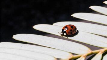 Macro image of a ladybug on a redwood leaf, with a shallow depth of field and natural sunlight photo