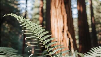 Shallow depth of field image of a fern frond in a redwood forest photo