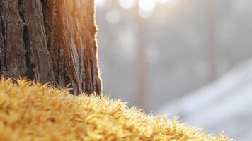 Sunlit moss covering a redwood tree trunk, with a blurred background to emphasize the texture photo