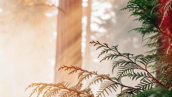 Close-up of a redwood branch with sunlight filtering through the needles, creating a soft, ethereal effect photo