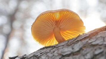 Macro photograph of a mushroom growing on a redwood tree, with sunlight illuminating its cap photo