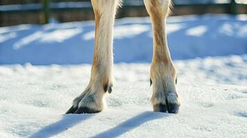 Macro shot of a reindeer's hoof, highlighting the rugged texture and soft fur photo