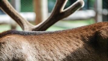 Macro photography of a reindeer's back, showcasing the smooth fur and subtle muscle definition photo