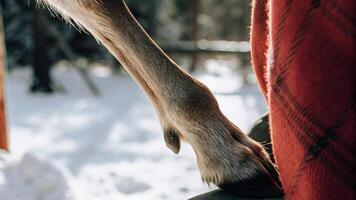 Macro photography of a reindeer's ankle, capturing the delicate fur and subtle bones, with a blurred snowy scene photo