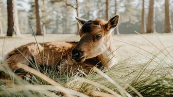 A reindeer calf lying in the grass, with soft sunlight filtering through the trees photo