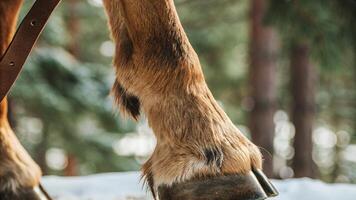 Macro shot of a reindeer's hoof, highlighting the rugged texture and soft fur, with a blurred winter landscape photo