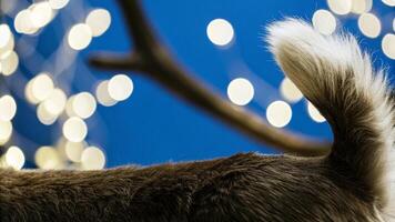 Detailed image of a reindeer's tail, capturing the fluffy fur and subtle movements, with a creamy bokeh effect photo
