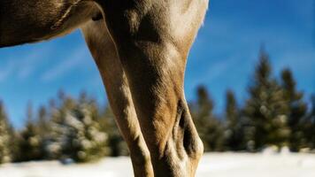 Macro shot of a reindeer's elbow, highlighting the strong form and subtle muscles photo
