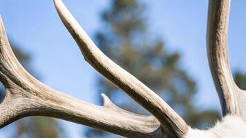 Macro photography of a reindeer's spine, showcasing the subtle muscles and soft fur photo