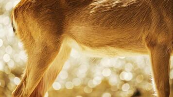 Detailed image of a reindeer's hip, capturing the smooth fur and strong joint, with a creamy bokeh effect photo
