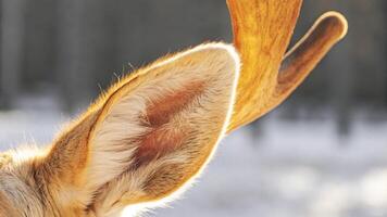 Macro photography of a reindeer's ear, capturing the intricate fur and veins, with a blurred snowy backdrop photo