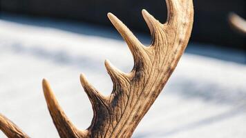 Macro photography of a reindeer's spine, showcasing the subtle muscles and soft fur, with a blurred forest background photo