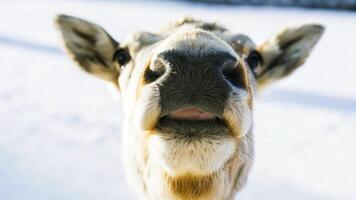 Close-up of a reindeer's mouth, showing the gentle expression and textured fur, with a shallow depth of field photo