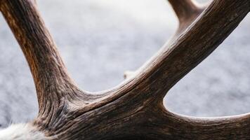 Macro shot of a reindeer's antler, highlighting the textured surface and soft fur, with a shallow depth of field photo