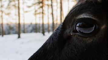 Close-up of a reindeer's eye, capturing the delicate lashes and reflective surface, with a blurred winter forest background photo
