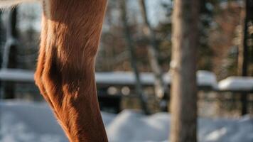 Macro shot of a reindeer's elbow, highlighting the strong form and subtle muscles, with a blurred winter landscape photo